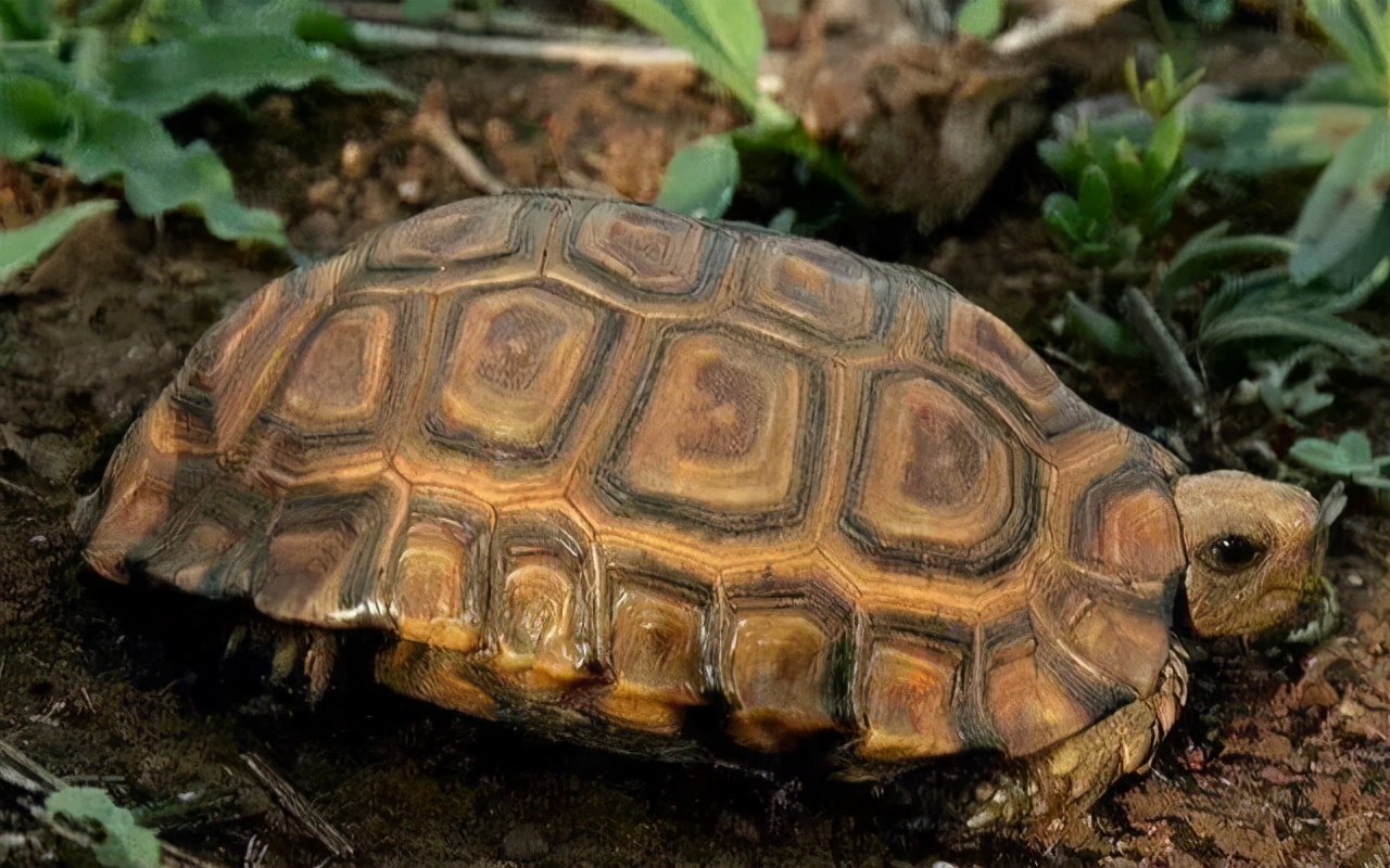 各种龟类图片大全大图,龟类展示会