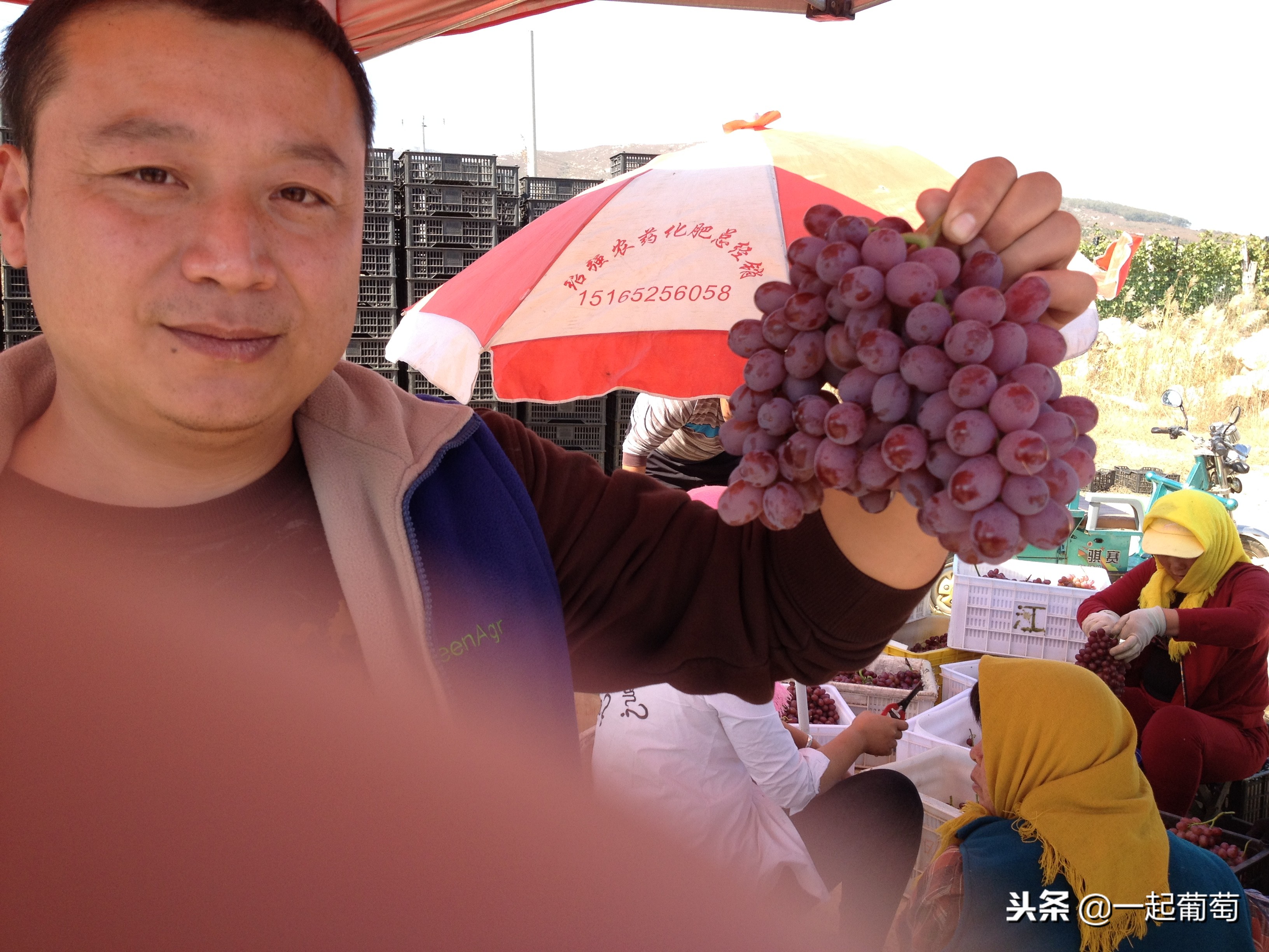 葡萄来历小故事,收葡萄酿酒