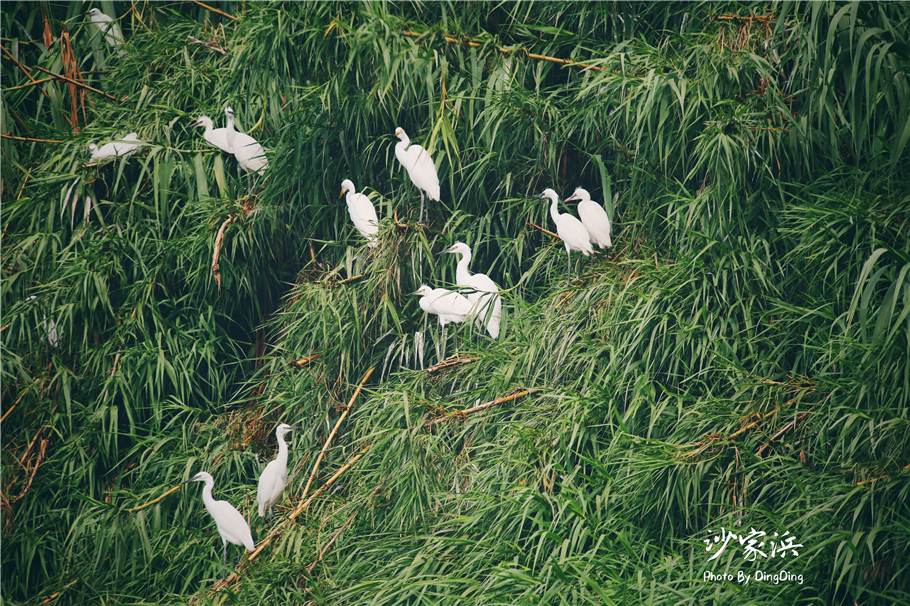 苏州红色革命旅游景点图片,苏州红色革命景点介绍视频