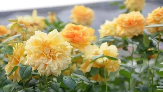 每天学习一点点花卉,100种常见玫瑰品种