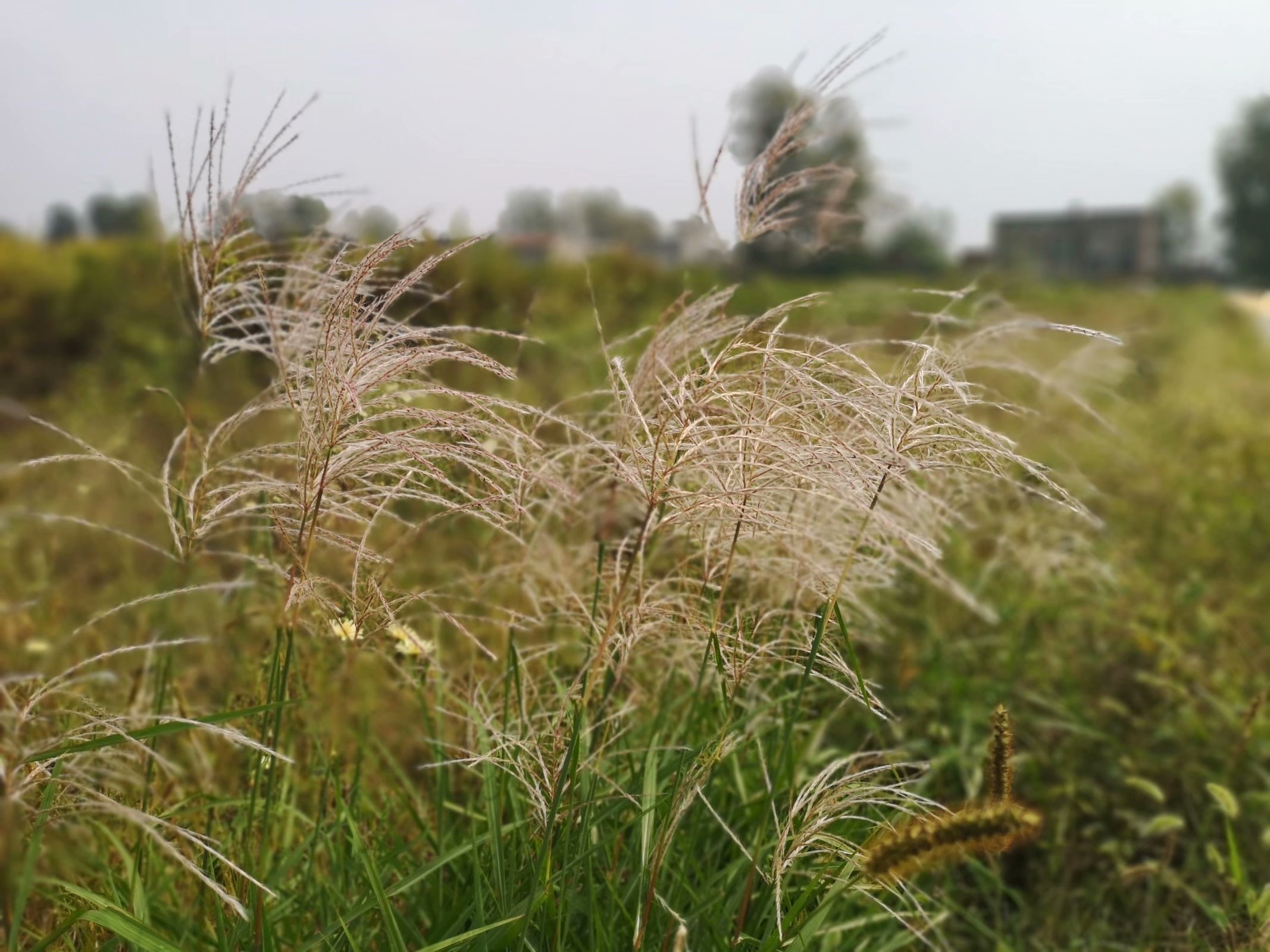 俞伯牙墓为什么在固镇,俞伯牙墓出土