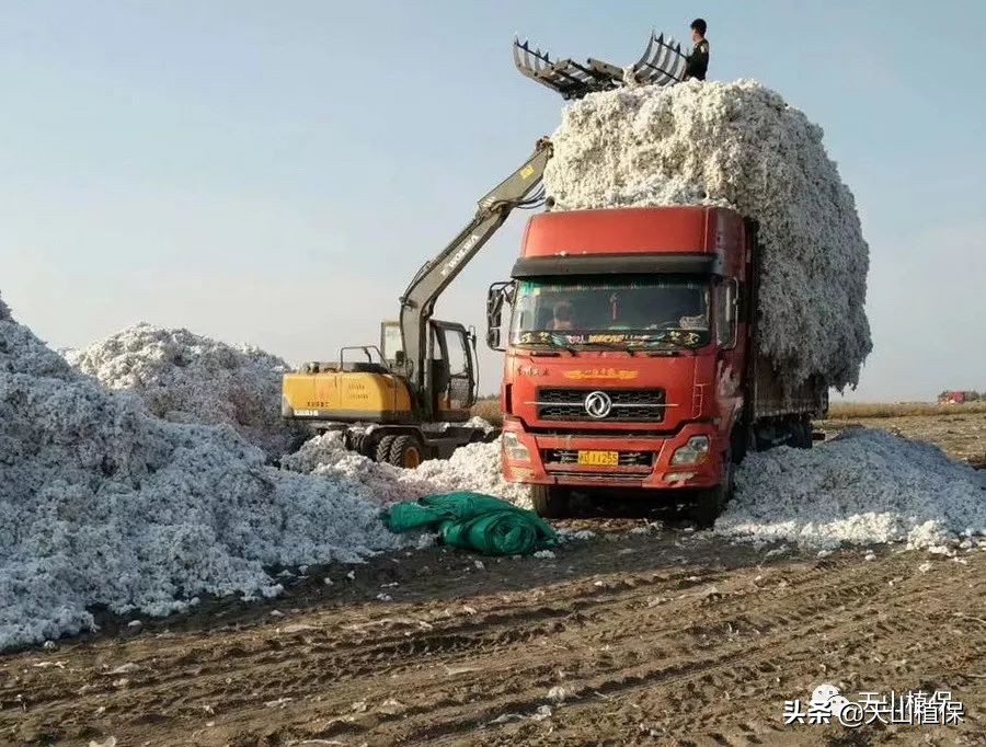新冠肺炎疫情对棉花产业的影响及对策建议