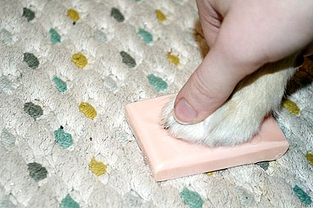 给狗狗鼻子止血的最好方法,狗狗指甲止血最快的方法