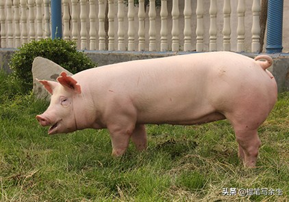 动物的种类很多用什么形容,动物的种类很多可以用什么来形容