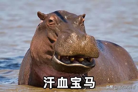 汗血宝马暴躁视频,汗血宝马的暴脾气