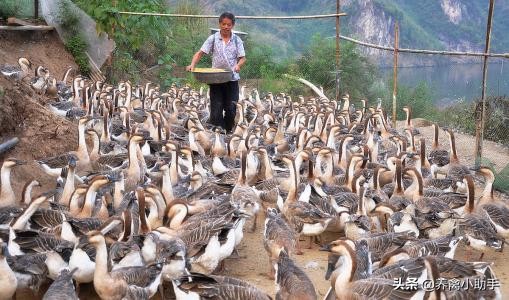 养鹅技术新手入行,新手如何入行养鹅