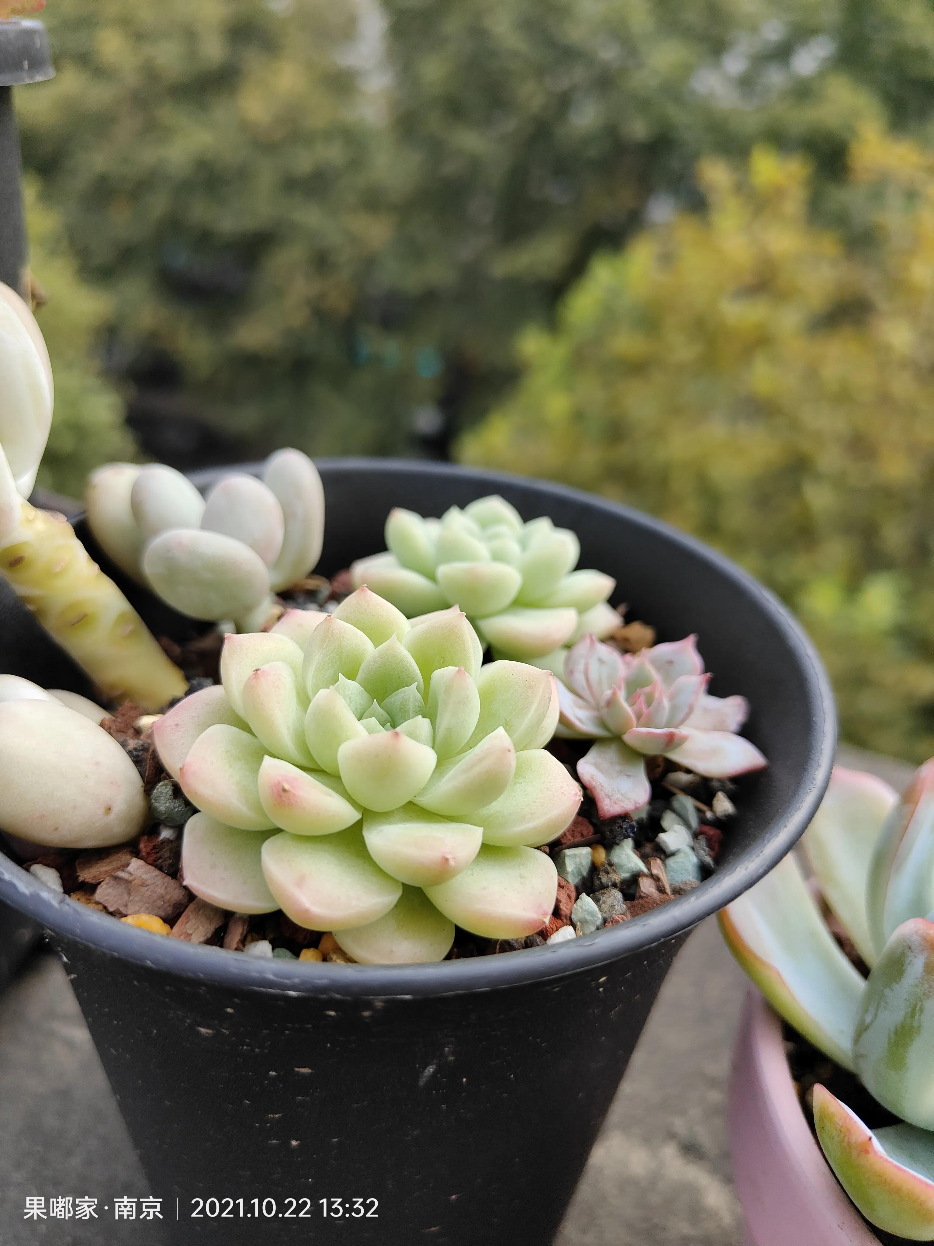 肉肉变美的季节到了,怎么把肉肉练精致