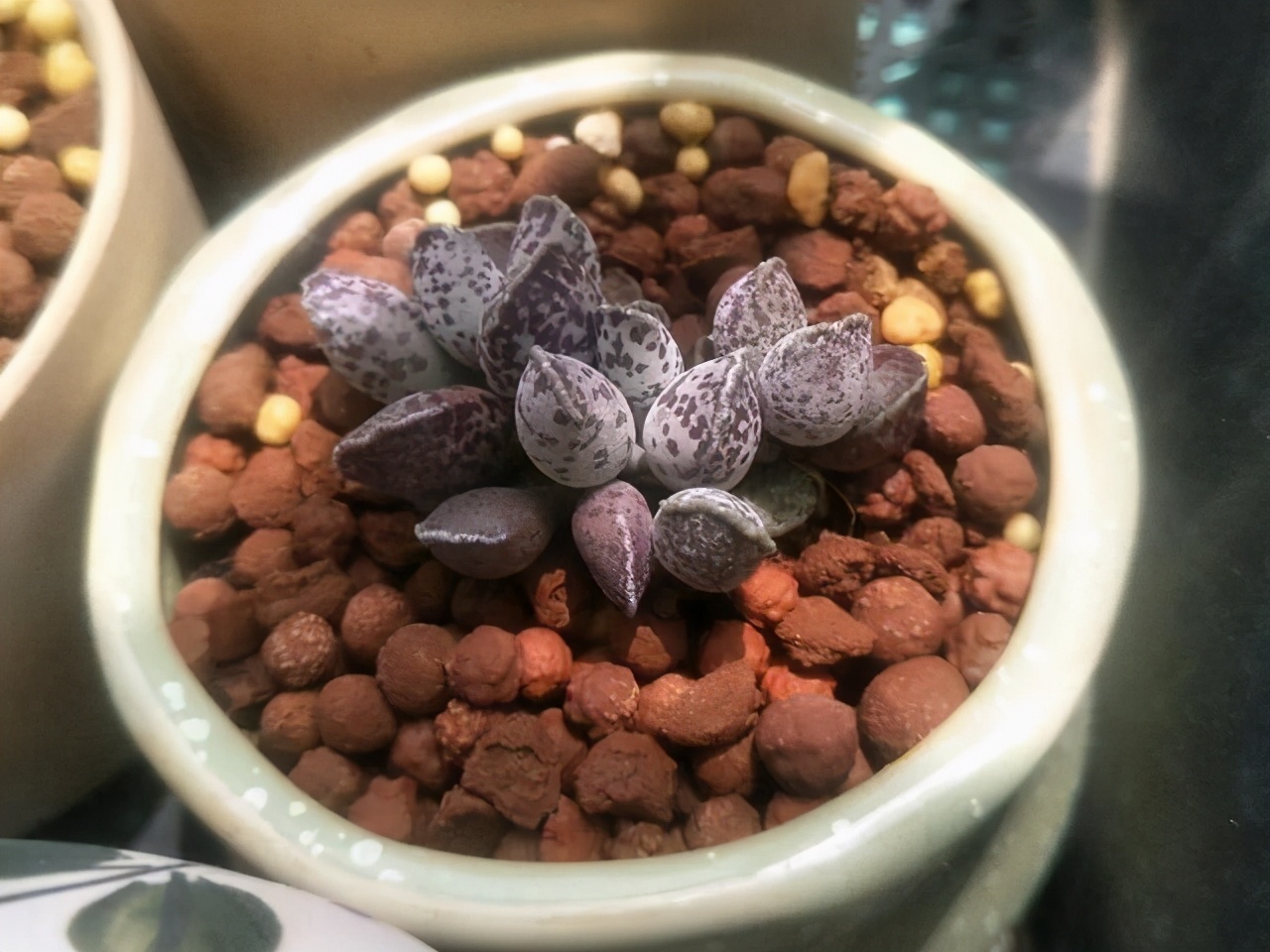 叶片有暗纹的多肉品种,全部水泡类多肉叶片