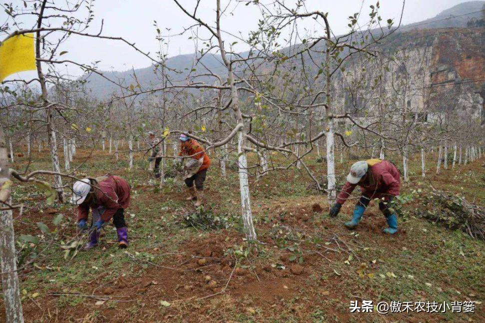 种植蔬菜有虫怎么消灭,蔬菜瓜果上面有蚜虫怎么治