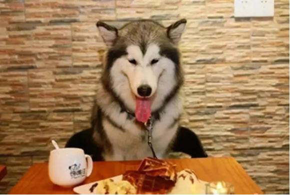 30000人民币！狗子赚口粮大招！铲屎官速进