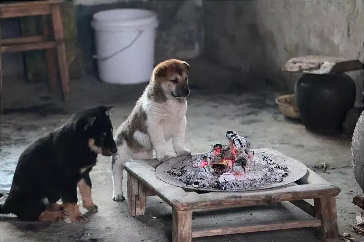 童年往事之我和狗