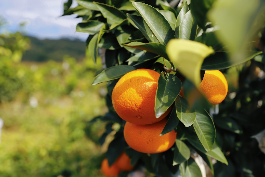 连江长龙美人橙,连江长龙红美人柑橘