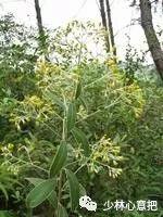 动物中药功效大全,中药药材大全及功效