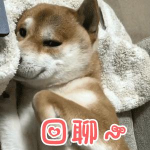 猫咪有泪痕是不是吃咸的了,狗狗吃咸的有泪痕