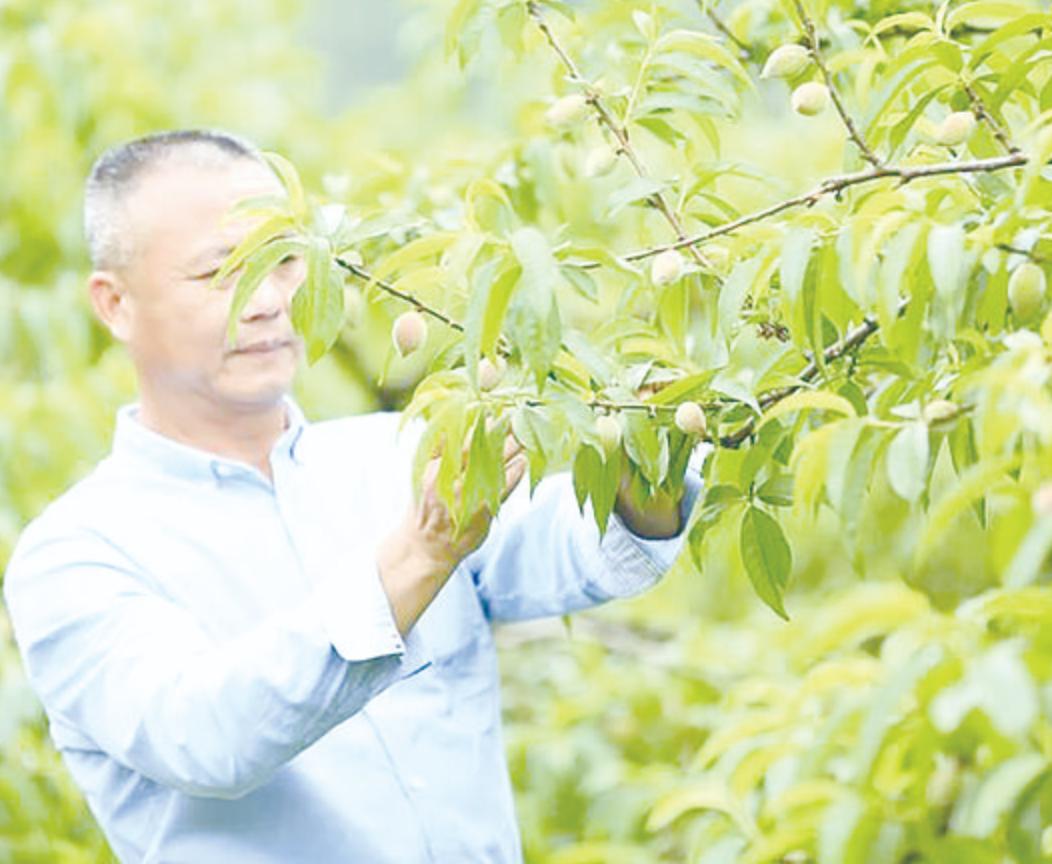 炎陵黄桃的特点,炎陵黄桃的资料