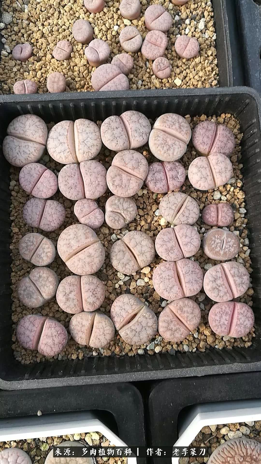 生石花僵苗怎么办,生石花谢后怎么办