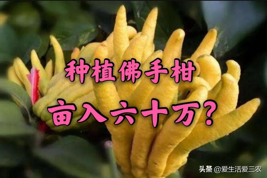 佛手柑种植新政策,佛手柑一亩种植成本