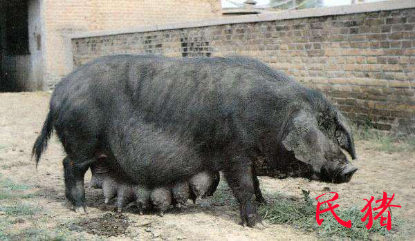 现在全国最新猪肉价格多少钱,目前猪肉价格最高和最低差多少钱