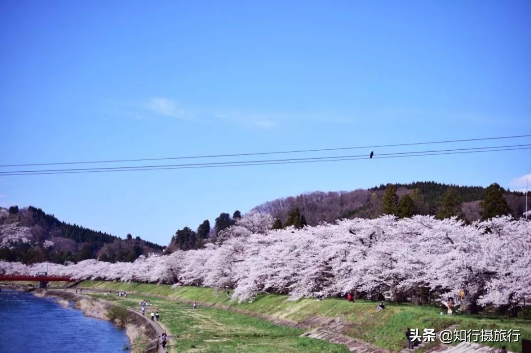 日本樱花季是八月几号,2020年日本樱花花期表