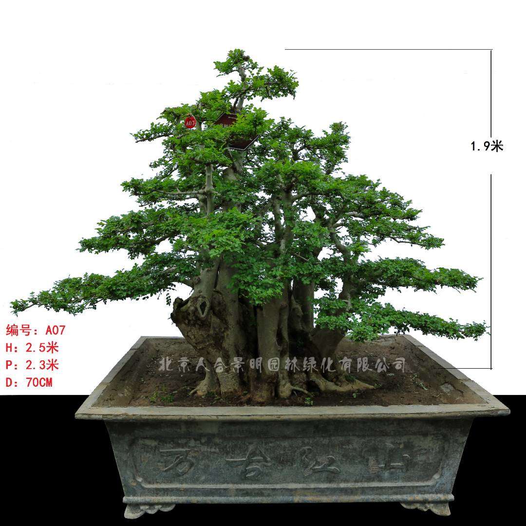 北京人合景明园林教你如何用这九种方法选对——对节白蜡