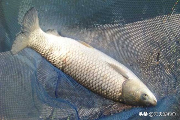 野钓常用的9个饵料配方,野钓十大经典饵料配方