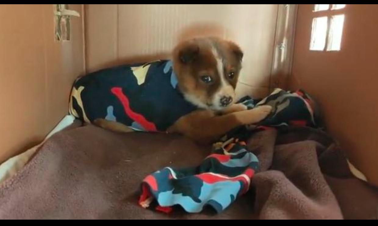 一只流浪狗被士兵救了电影,一只被救的小狗