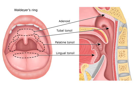 扁桃体切除会影响以后的免疫力吗,扁桃体切除后对免疫力有影响吗