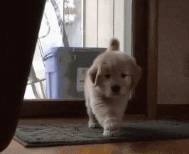 小奶狗可奶可凶,小奶狗很凶一直要咬人怎么办