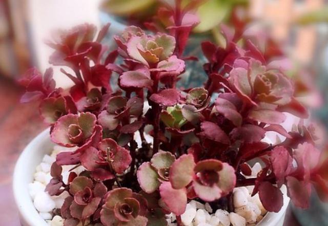 多肉缀化怎么能养成扇形,多肉缀化怎么才能养成扇形