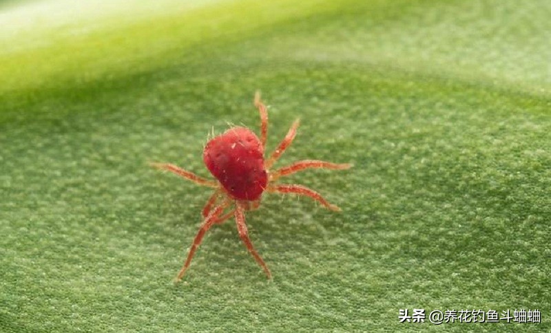月季红蜘蛛用什么农药好,月季有红蜘蛛应该怎么处理