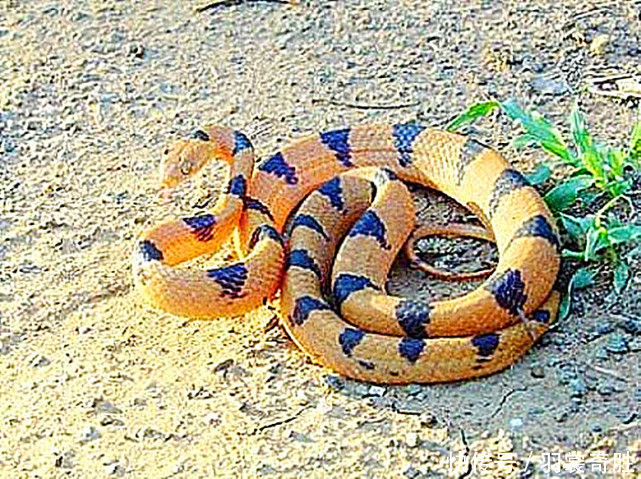 最凶残的毒蛇是谁,全球攻击性最强的毒蛇