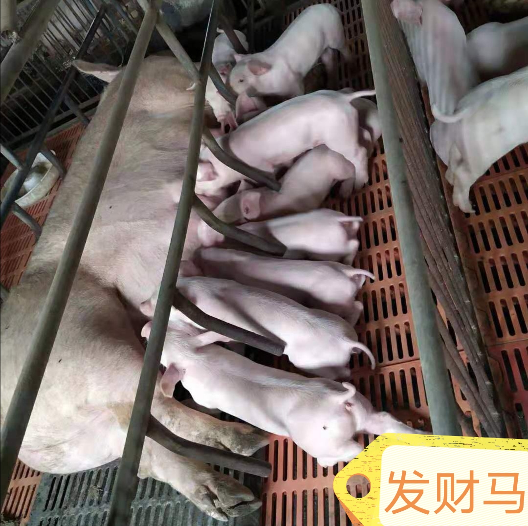 提高母猪产仔数的技巧有什么,如何提高母猪养猪场效益