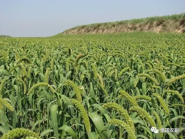 谷子好处和营养,杂粮小谷子