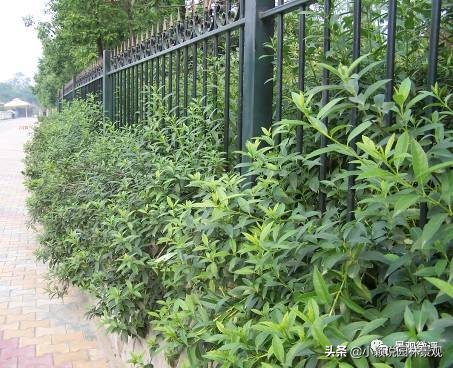 住宅小区植物配置方案,植物种植小技巧一览表图