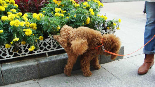 有人说泰迪是最烦人的狗狗,养泰迪犬的十大坏处