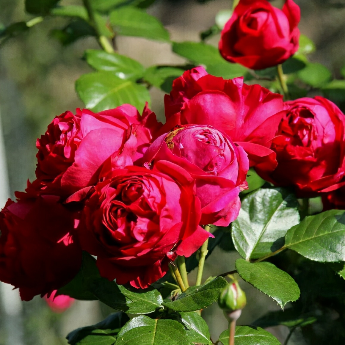 月季哪个品种好养不容易生病,月季要怎么养每次都是以失败告终