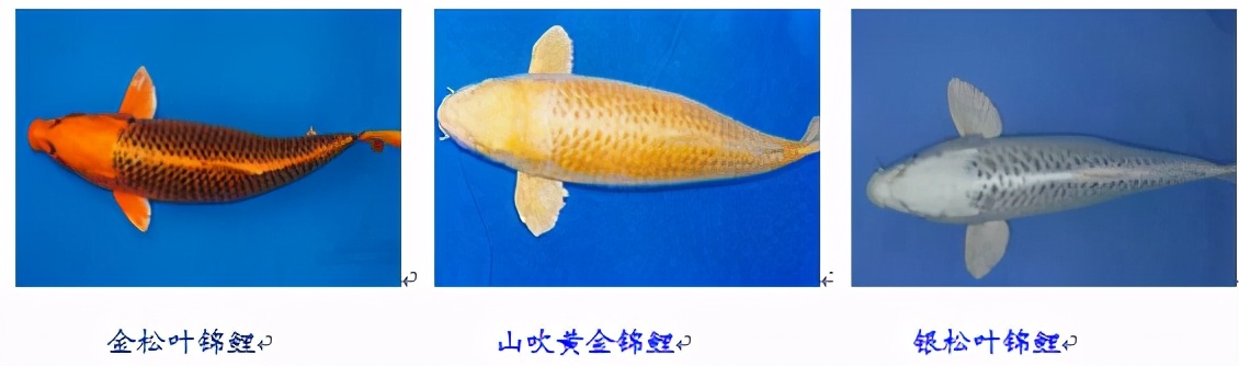 锦鲤鱼怎么养放盐吗,锦鲤用盐浓度