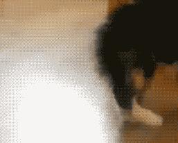 我的猫掉下楼死了怎么办,我的猫跳楼死了