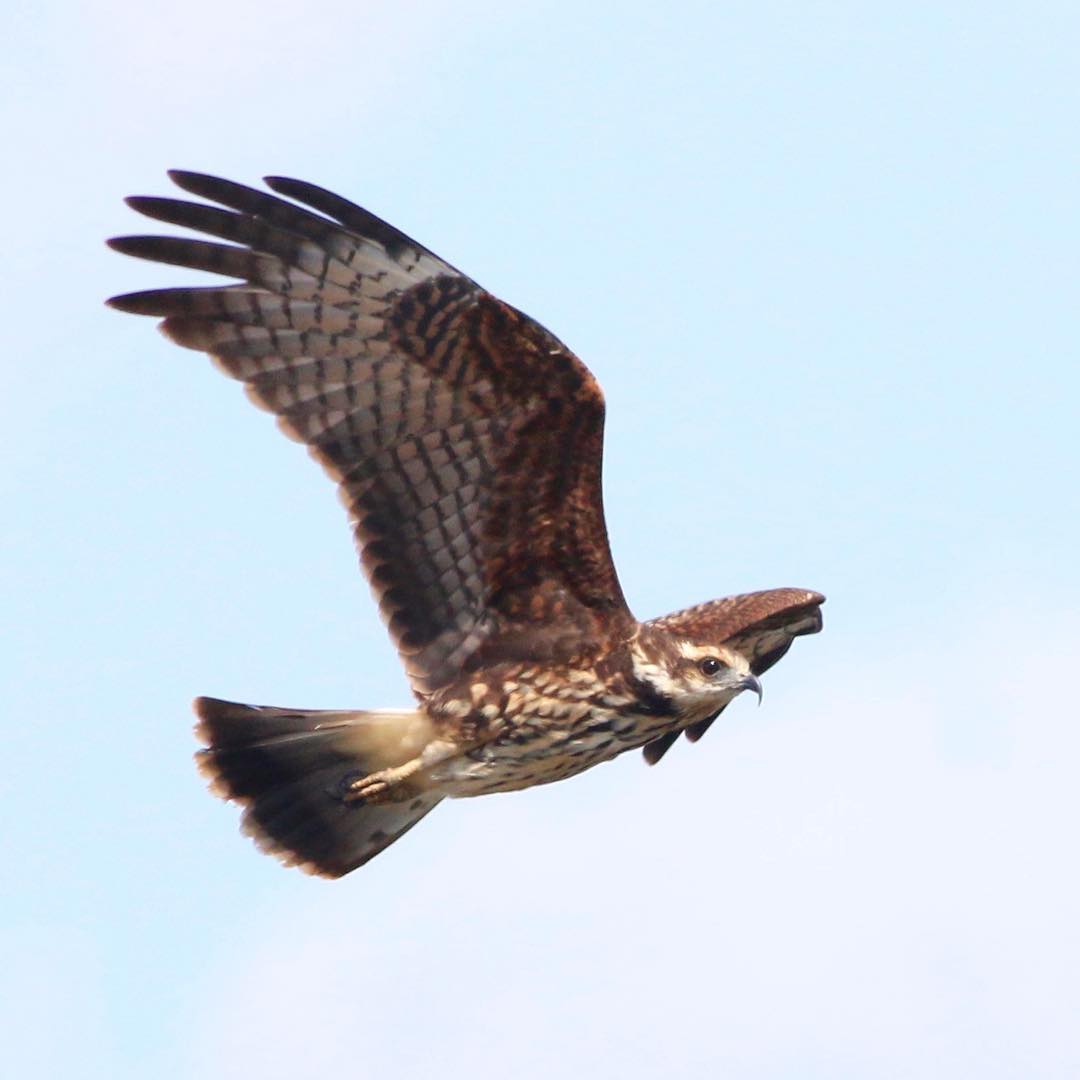 濒临灭绝的蜗牛风筝Snailkite，你知道这种鸟吗？