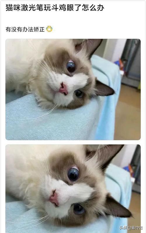 原来猫咪也有脚气,猫咪弱智