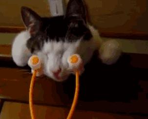 长毛猫撸猫毛工具,哪种撸猫毛的工具好用