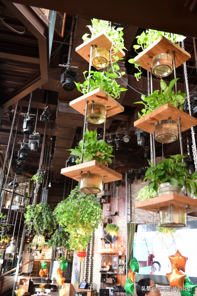 网红餐厅“胡桃里”的绿植布置|行摄
