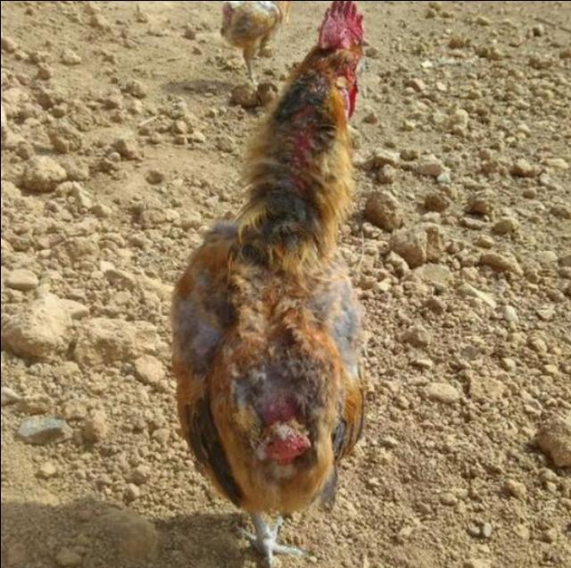 鸡啄癖怎么解决,鸡的啄肛癖怎么治