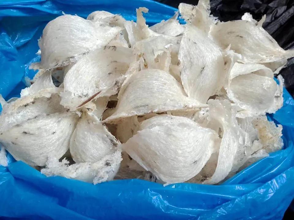 燕窝印尼和马来的差别,印尼和马来燕窝区别在于