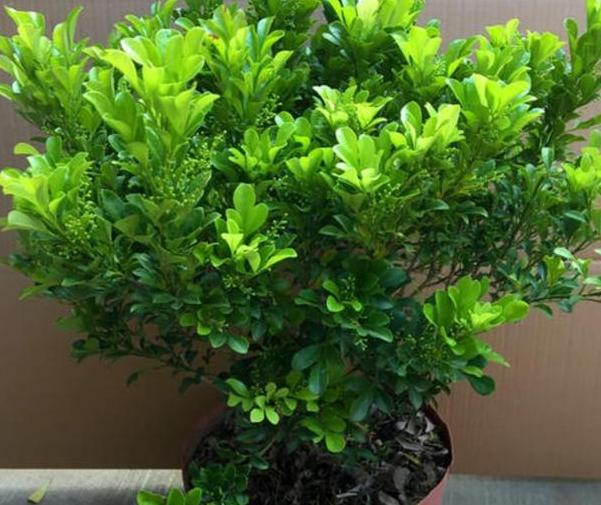 家庭盆栽米兰如何养护和浇水图片,家庭如何养好米兰花盆栽