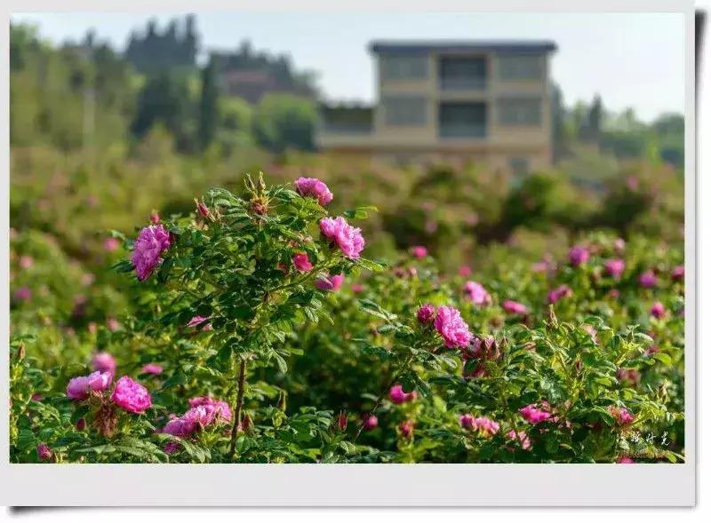 学历最高的农民,中国学历最高的农民