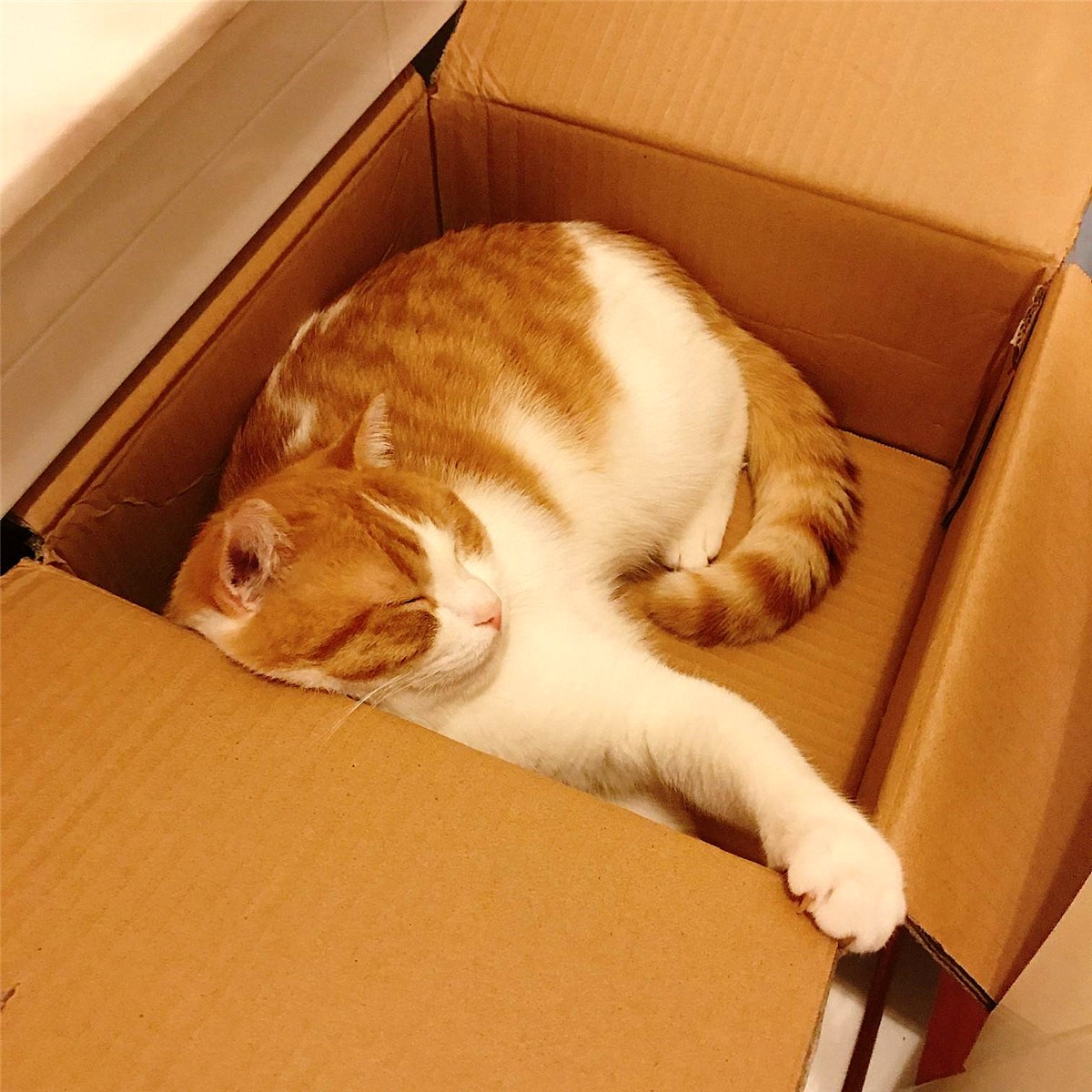 橘猫为什么不叫黄猫,橘猫不叫是什么原因