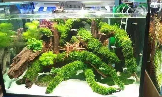 本色水景|教你学水景，草缸除螺小经验，水草缸造景学习