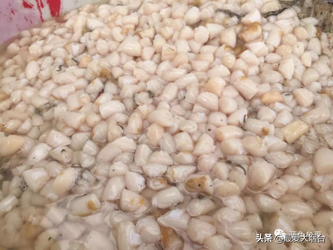 烟台扇贝养殖临时工人,烟台养殖扇贝多少利润