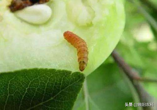 钻心虫怎样彻底消灭,钻心虫虫害